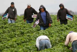 Black Americans Angry Mexicans Hired as Farm-Hands More Often Than Blacks