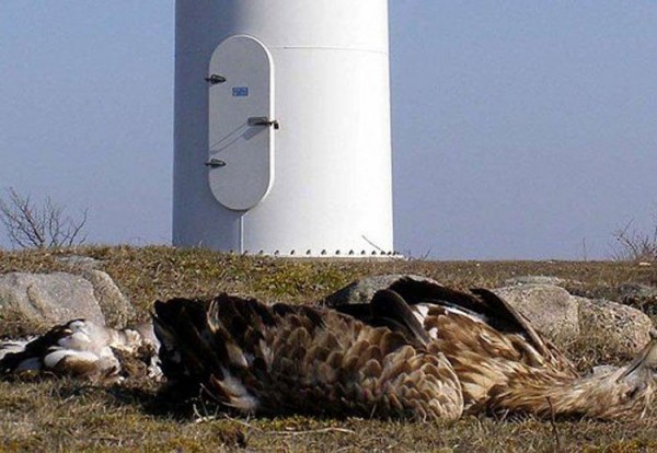 Obama Admin Gives Pet Wind Farms 30-Year Permits Allowing Killing of Protected Eagles