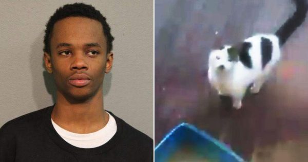Stupid Black Chicago Man Leon Teague Arrested For Animal Cruelty After Allegedly Pouring Boiling Water on Cat